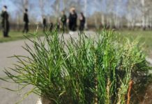Еще одно лесничество Алтайского края присоединилось к Международной патриотической акции «Сад памяти»