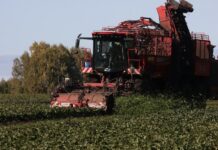 В Алтайском крае идет прием заявок от участников СВО на получение грантов для развития сельхозбизнеса